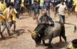 Jallikattu to be organised in Tamil Nadu’s Alanganallur today